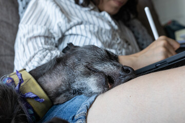 Woman working with her greyhound dog on a couch in the living room