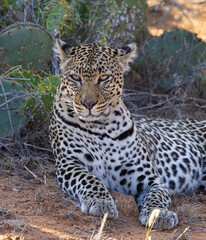 Fototapeta na wymiar African Leopard in Kenya