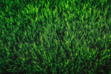 Fototapeta na wymiar Green grass texture background. Football field. Generative AI.