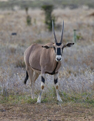 Oryx at sunset in Kenya
