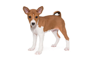 Small basenji breed puppy side view