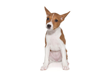 Funny basenji puppy