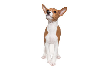 Funny basenji puppy