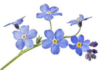 Fototapeta na wymiar blue fine forget-me-not six blooms small group