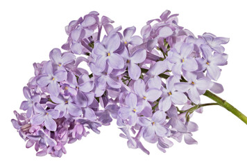 isolated on white violet large fine blooms of lilac