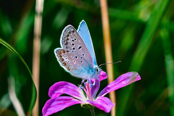 Blue butterfly on purple flower on blurred green background
