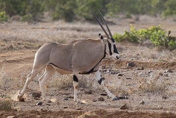 Oryx running in the wild