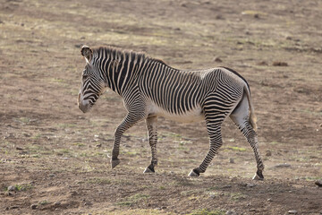 Fototapeta na wymiar Lonely Grevy Zebra Walking