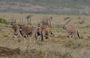 Naklejka na ściany i meble Herd of Oryx in Kenya