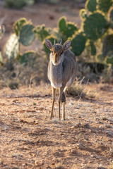 Fototapeta premium SMallest Antelope Deer Dik Dik
