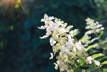 	
White hydrangea bushes in the park. Selective focus on a beautiful bush of blooming flowers and...
