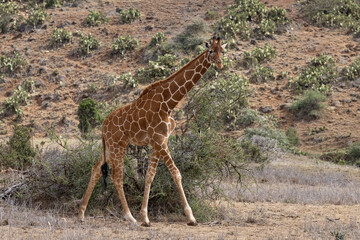Reticulated Giraffe in Kenya
