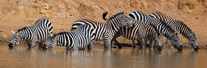 Fototapeta na wymiar Common Zebra Drinking Water