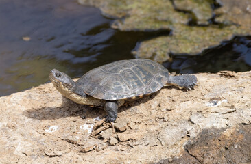 Pond turtle taking a sunbath