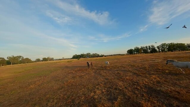 Drone video herd of horses runs across the field at sunset