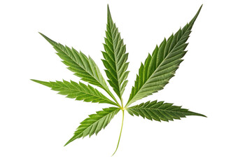 Cannabis leaf isolated on white transparent background, PNG, Generative AI