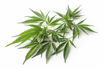 Obraz premium Cannabis leaf isolated on white background, Generative AI