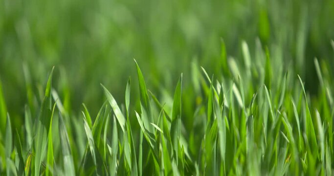 Green grass blades sway gently in wind breeze garden farm turf close up slow motion