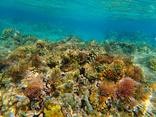 Obraz premium Tropical fish and coral reef near Jaz Maraya, Coraya bay, Marsa Alam, Egypt