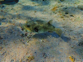 Tropical fish and coral reef near Jaz Maraya, Coraya bay, Marsa Alam, Egypt