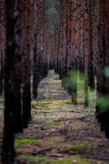 Sosnowy las pod Zieloną Górą / Pine forest near Zielona Góra - obrazy, fototapety, plakaty