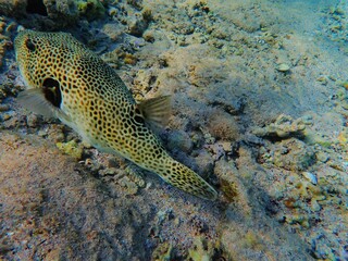 Tropical fish and coral reef near Jaz Maraya, Coraya bay, Marsa Alam, Egypt