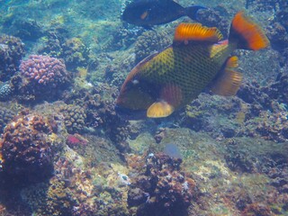 Tropical fish and coral reef near Jaz Maraya, Coraya bay, Marsa Alam, Egypt
