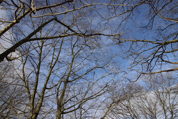 branches against sky