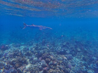 Tropical fish and coral reef near Jaz Maraya, Coraya bay, Marsa Alam, Egypt