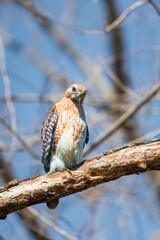 Red-shouldered hawk.Chesapeake and Ohio Canal National Historical Park.Maryland.USA