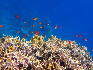 Tropical fish and coral reef near Jaz Maraya, Coraya bay, Marsa Alam, Egypt © Ted91