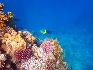 Fototapeta na wymiar Tropical fish and coral reef near Jaz Maraya, Coraya bay, Marsa Alam, Egypt