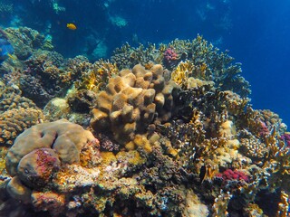 Tropical fish and coral reef near Jaz Maraya, Coraya bay, Marsa Alam, Egypt