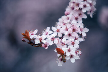 Cherry tree in blossom