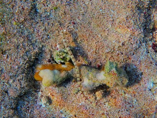 Tropical fish and coral reef near Jaz Maraya, Coraya bay, Marsa Alam, Egypt