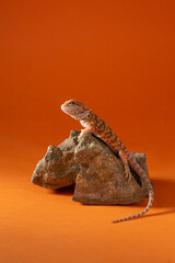 Baby bearded agama on stone with crystals in the studio. Portrait of a desert lizard on a bright...