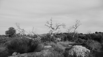 Obraz premium Frei stehender Baum in einer Felslandschaft