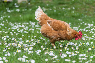 Hen on a traditional free range poultry organic farm; grazing on the grass.