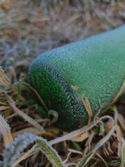 Close-up of a frosted green bottle abandoned on the grass on a frosty winter morning, Lodz, Poland