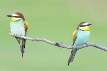 colorful bee eater on a branch