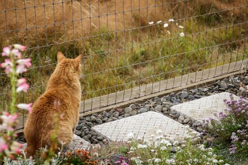 Orange tabby cat gazing out at a meadow