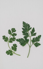 Top of view of one fresh coriander and one parsley branch on isolated white background