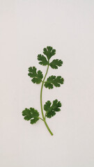 Top of view of fresh coriander branch on isolated white background.