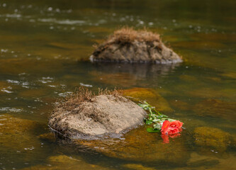 Red rose floating by a rock on a rocky river bed