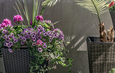 Burlington, Ontario, Canada-June 11, 2022:A fern sits beside a pink and purple flower arrangement in woven planters on a cement balcony with morning sunlight