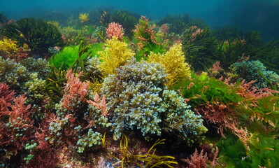 Naklejka na ściany i meble Various seaweed colors underwater in the sea, Atlantic ocean, natural scene, Spain, Galicia