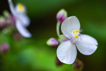 Spring and the blossoming of flowers in the vegetation of Brazil