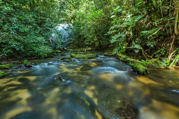 Stream and Atlantic Forest vegetation in the landscape of Brazil