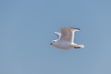 a close up of a flying seagull