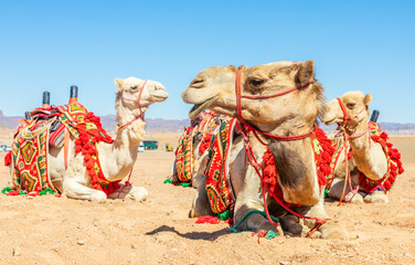 Harnessed riding camels resting in the desrt, Al Ula, Saudi Arabia